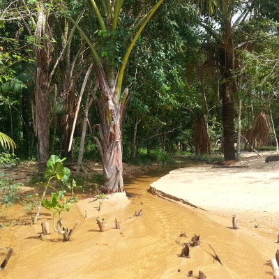 Rio all'interno della Foresta