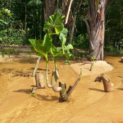 Rio all'interno della Foresta